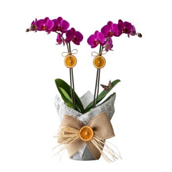 Butik Tasarım Çift Dallı Mor Orkide | Özel Sunum – Şık Hediye