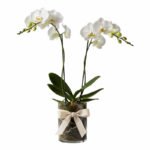 Cam Vazoda Çift Dallı Beyaz Phalaenopsis Orkide – Zarif ve Şık Tasarım