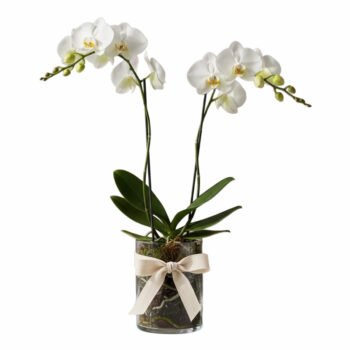 Cam Vazoda Çift Dallı Beyaz Phalaenopsis Orkide – Zarif ve Şık Tasarım
