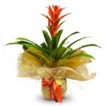 Guzmania Bitkisi Anneler Günü Özel