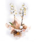Saksı Beyaz Çiftli Phalaenopsis Orkide | 60 cm Zarif Hediye