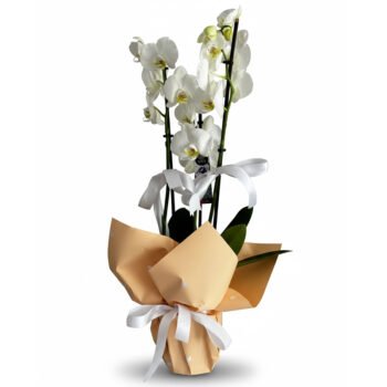 İthal 3 Dallı Beyaz Orkide – Zarif & Kalıcı Hediye