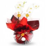 İthal Beyaz Çift Dallı Orkide – Butik Tasarım Serisi | Özel Sunum