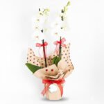 İthal Çiftli Beyaz Phalanopsis Orkide