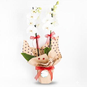 İthal Çiftli Beyaz Phalaenopsis Orkide | Zarif ve Uzun Ömürlü Hediye