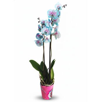 Çift Dal Mavi Orkide – Özel Renkli Phalaenopsis, Şık Saksıda Canlı Orkide