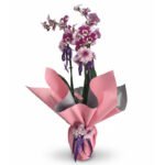 Çift Dal Mor Orkide – Özel Desenli Phalaenopsis, Pembe Paketli Canlı Orkide