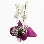 Çift Dal Beyaz Orkide – Cipso Çiçekli, Mor Paketli Canlı Phalaenopsis