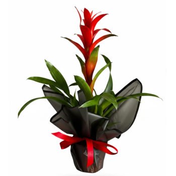 Saksıda Guzmania Bitkisi – Kırmızı Çiçekli Tropikal Hediye