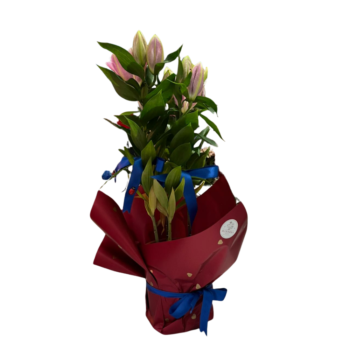 Büyük B. Pembe Lilium