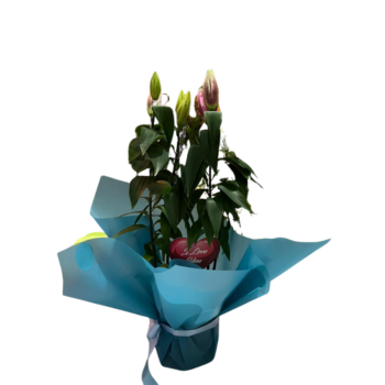 Küçük B. Pembe Lilium