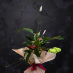 Barış Çiçeği ''Spathiphyllum''