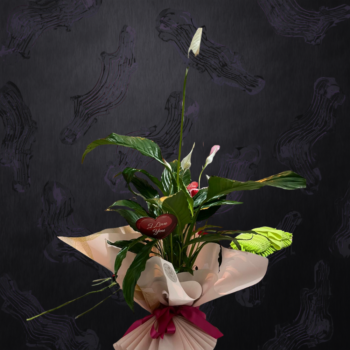 Barış Çiçeği ''Spathiphyllum''